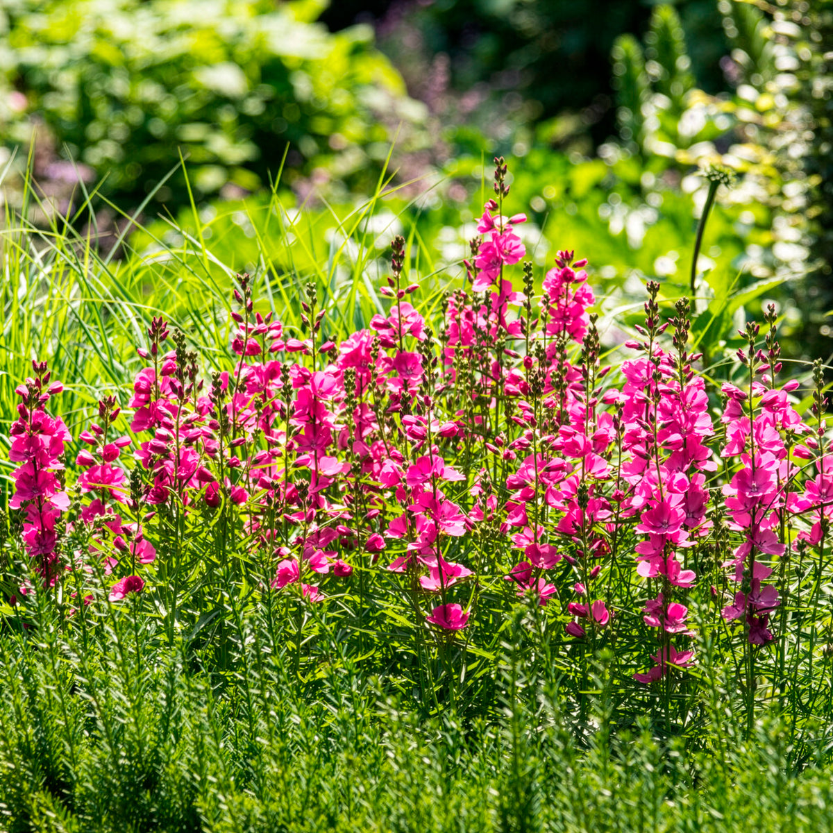 Griekse malva Brilliant - Sidalcea oregana Brilliant - Bakker