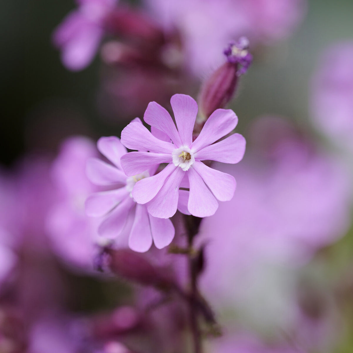 Lijmkruid - Silene dioica - Bakker