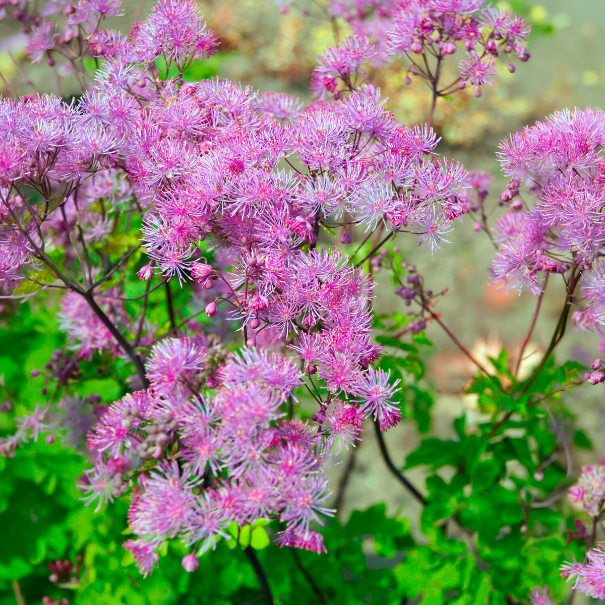 Ruit Black Stockings - Thalictrum black stockings - Bakker