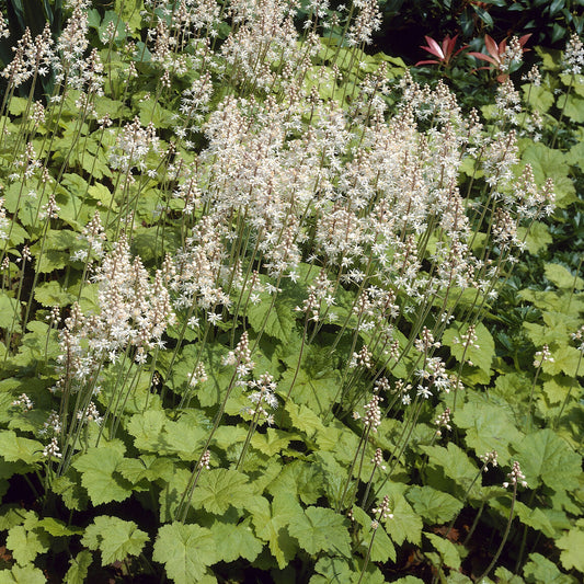 Schuimbloem / Perzische muts - Bakker