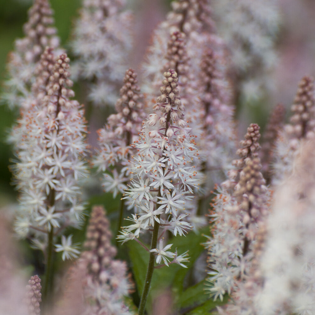 Vaste planten - Perzische muts Spring Symphony - Tiarella Spring Symphony