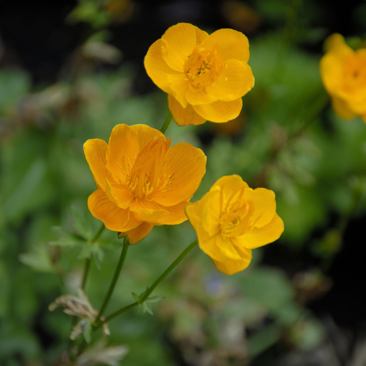 Kogelboterbloem Golden Queen - Bakker