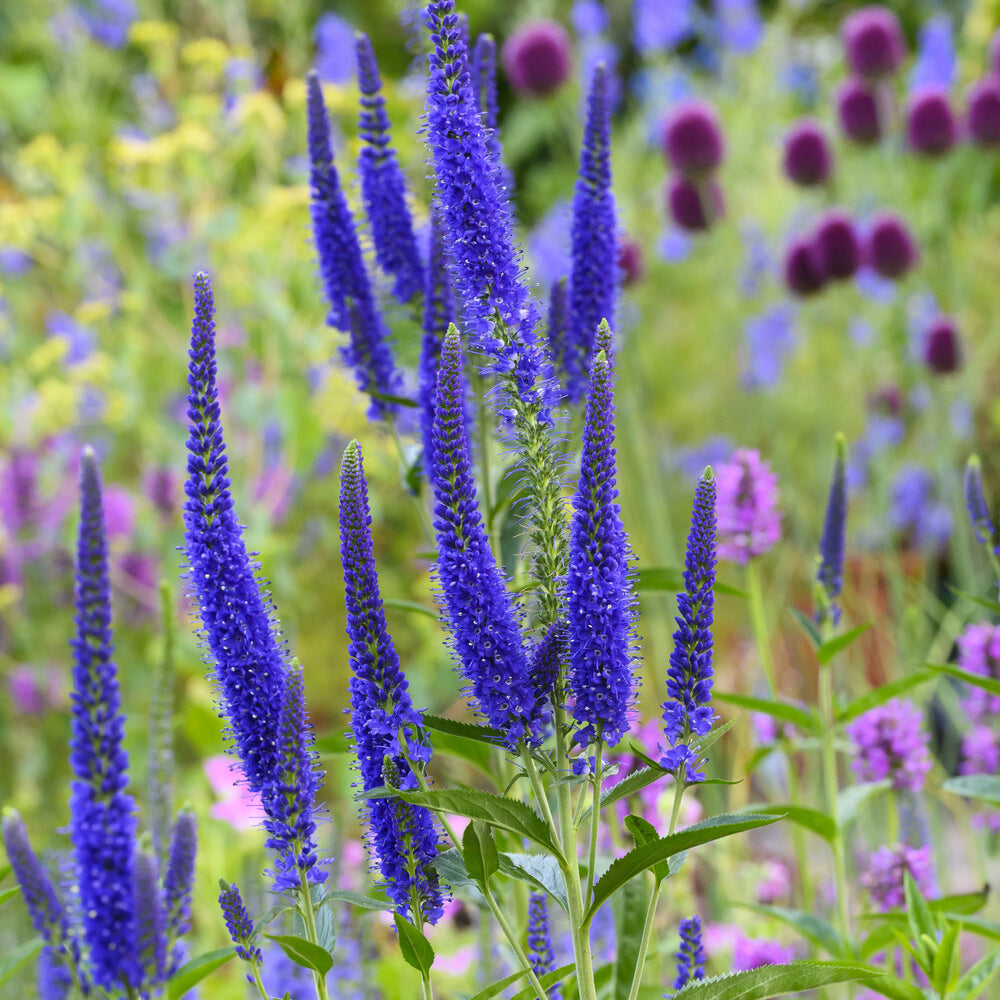 Veronica longifolia Marietta - Ereprijs Marietta - Veronica