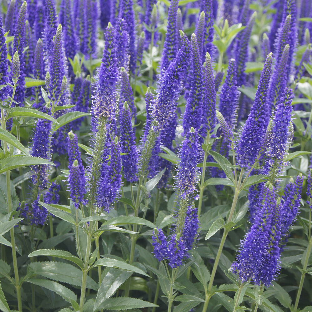 Veronica - Ereprijs Marietta - Veronica longifolia Marietta