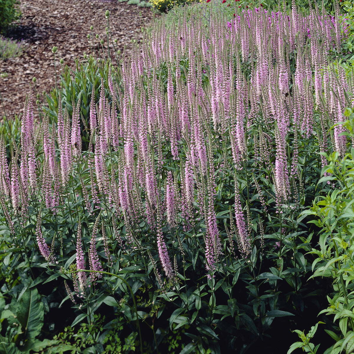 Ereprijs Pink Damask - Bakker