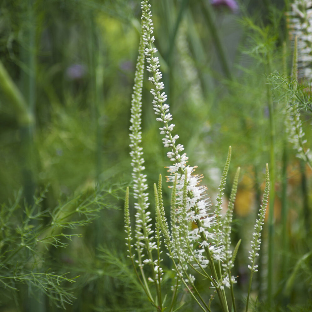 Scrophulariaceae blanche - Veronicastrum virginicum Album - Bakker