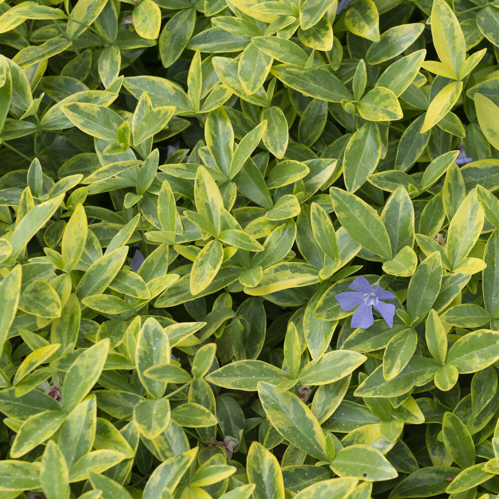 Maagdenpalm Aureovariegata - Vinca minor Aureovariegata - Bakker