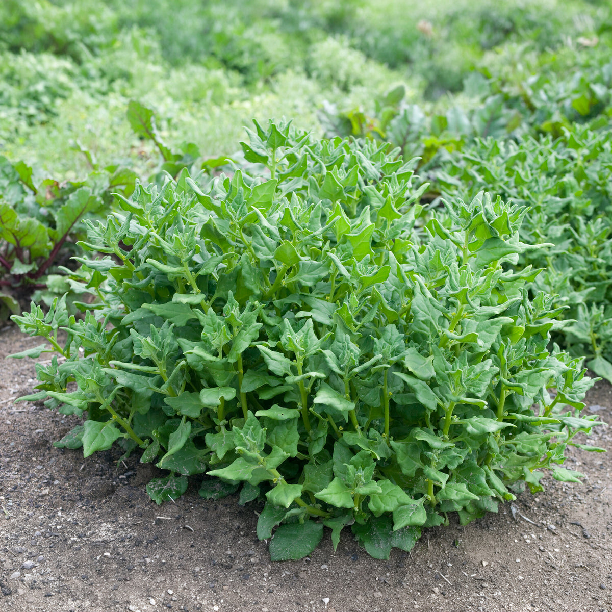 Nieuw-Zeelandse spinazie - Tetragonia tetragonioides - Bakker