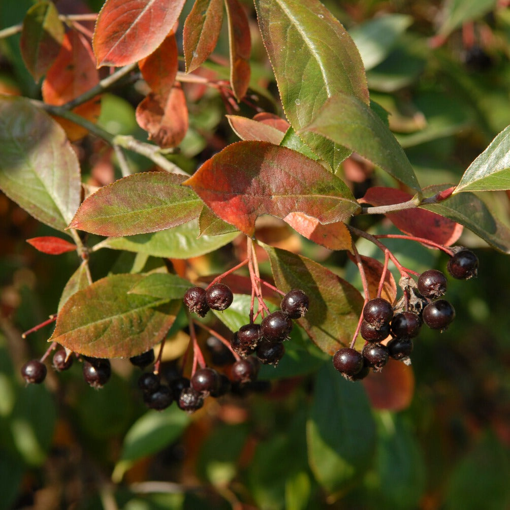 Appelbes 'Nero' - Aronia prunifolia 'nero' - Bakker