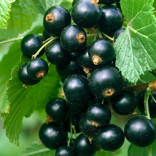 Zwarte bes 'Titania' - Ribes nigrum 'titania' - Moestuin