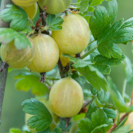 Kruisbes 'Hinnonmäki Grün' - Ribes uva-crispa 'hinnonmäki grün' - Fruit