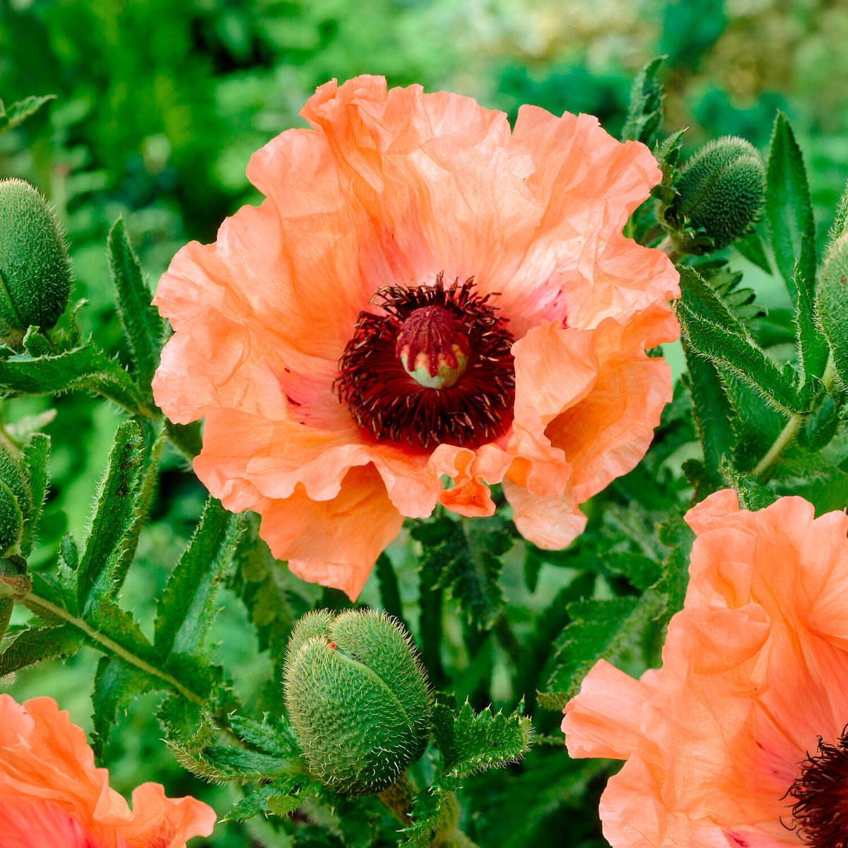 Klaproos 'Effendi' (x3) - Papaver orientale Effendi - Bakker