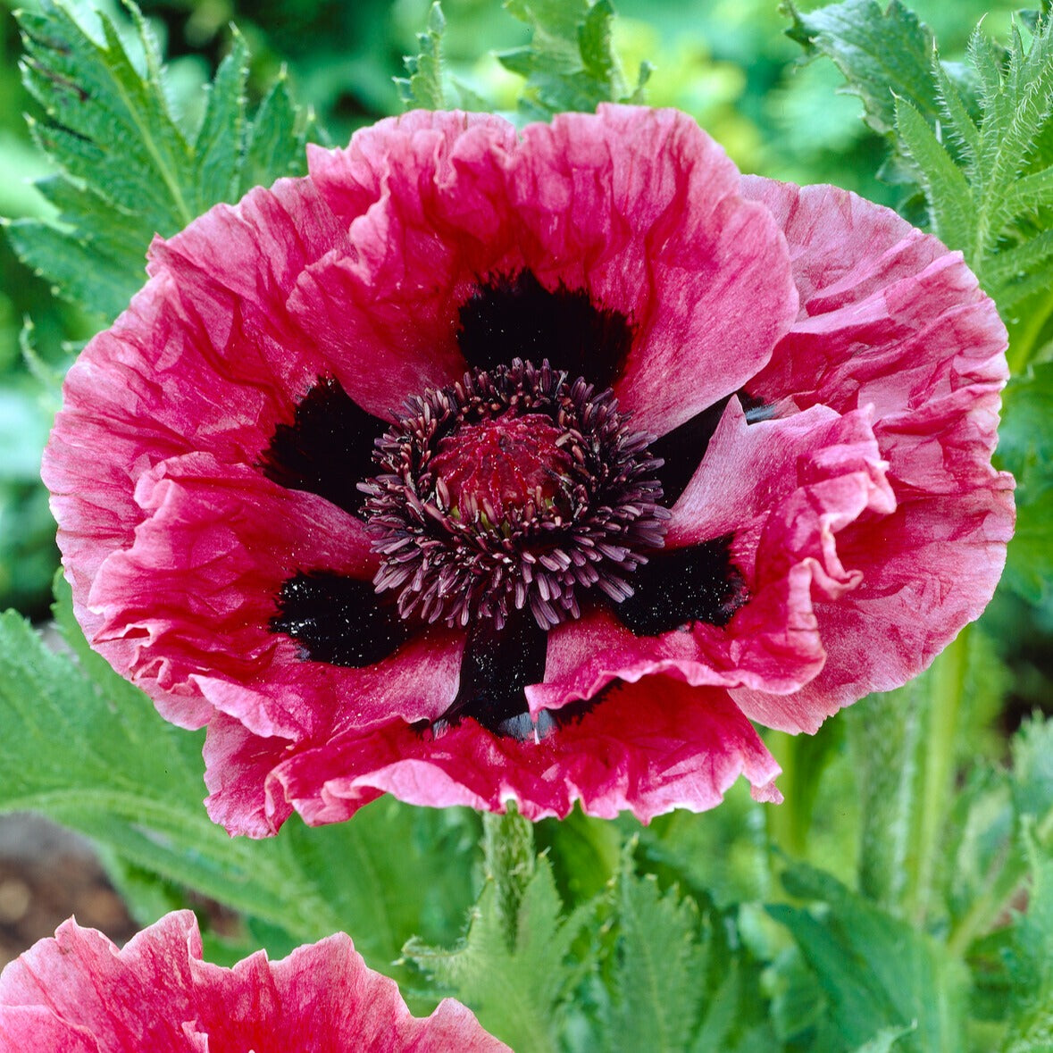 Klaproos 'Manhattan' (x3) - Papaver orientale Manhattan - Bakker