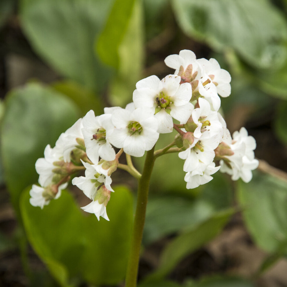 Schoenlappersplant Bressingham White - Bergenia Bressingham White - Bakker
