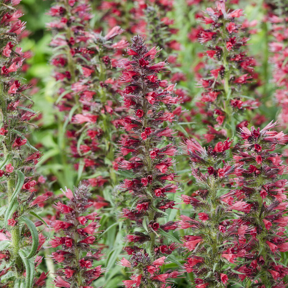 Slangenkruid 'Red Feathers' - Bakker