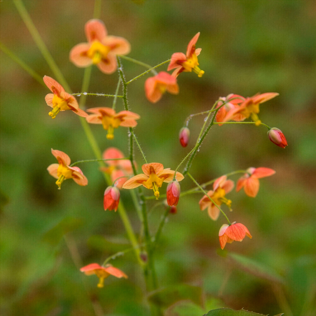 Elfenbloem Orangekonigin - Bakker