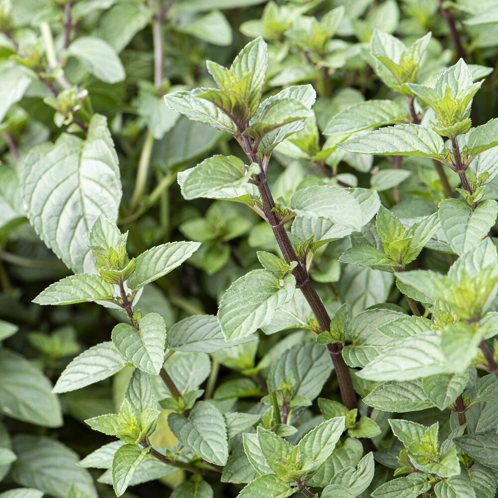 Munt - Mentha x piperita Chocolate - Bakker