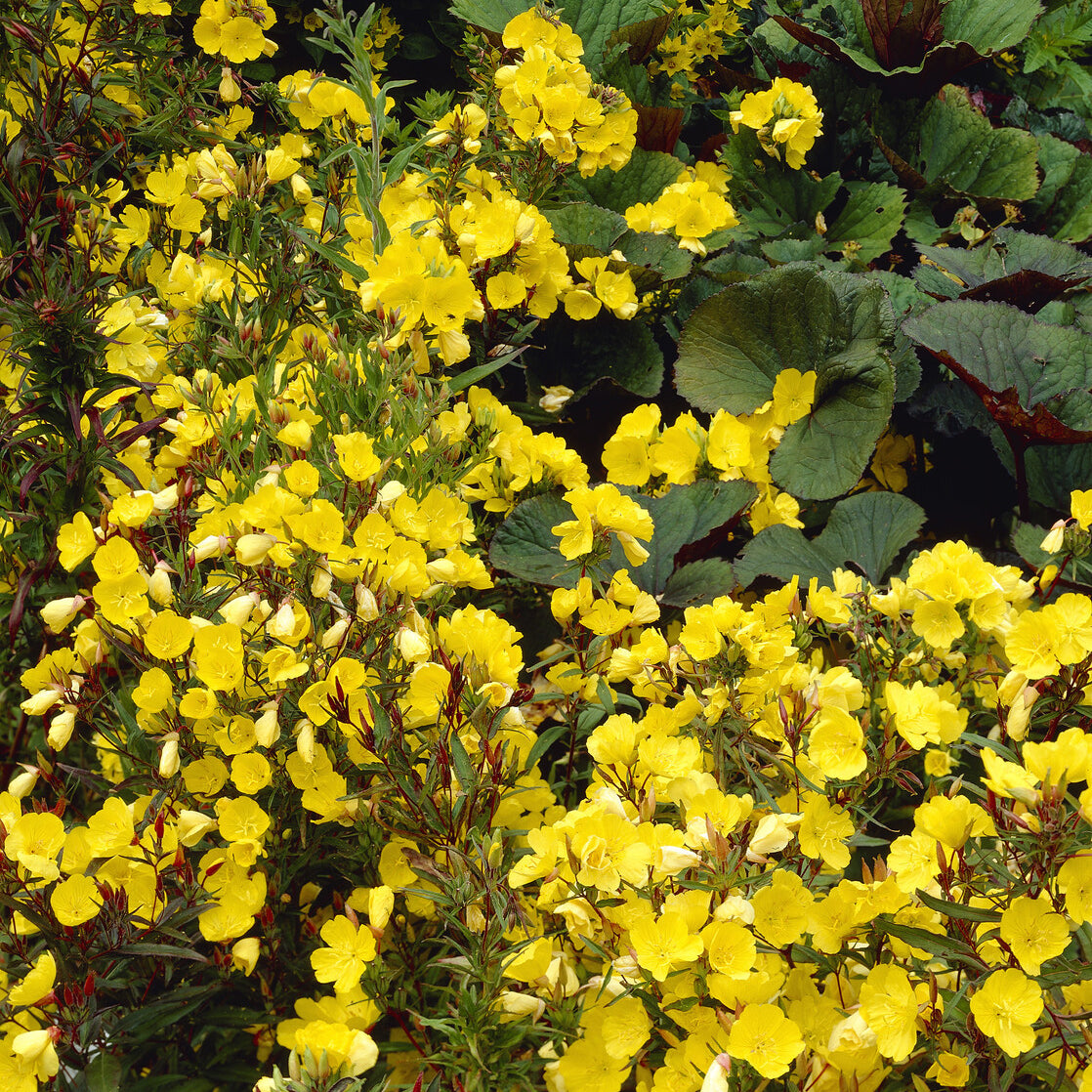 Teunisbloem 'Sonnewende' - Oenothera fruticosa Sonnenwende - Bakker