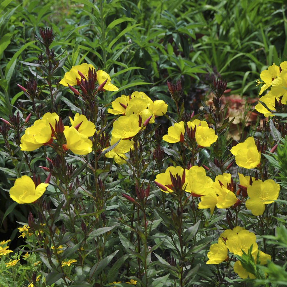 Teunisbloem 'Sonnewende' - Bakker