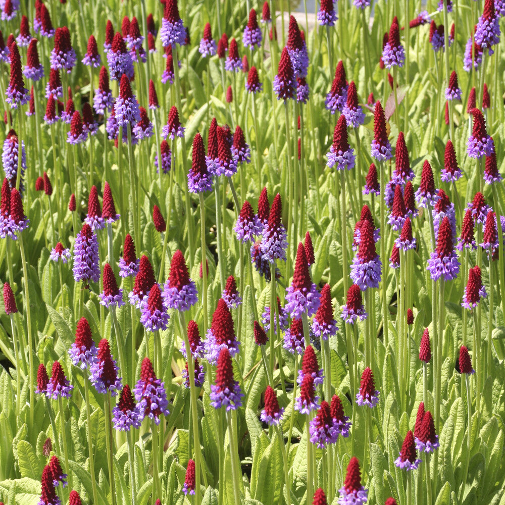 Primula vialii - Sleutelbloem Vial Sleutelbloem - Vaste planten