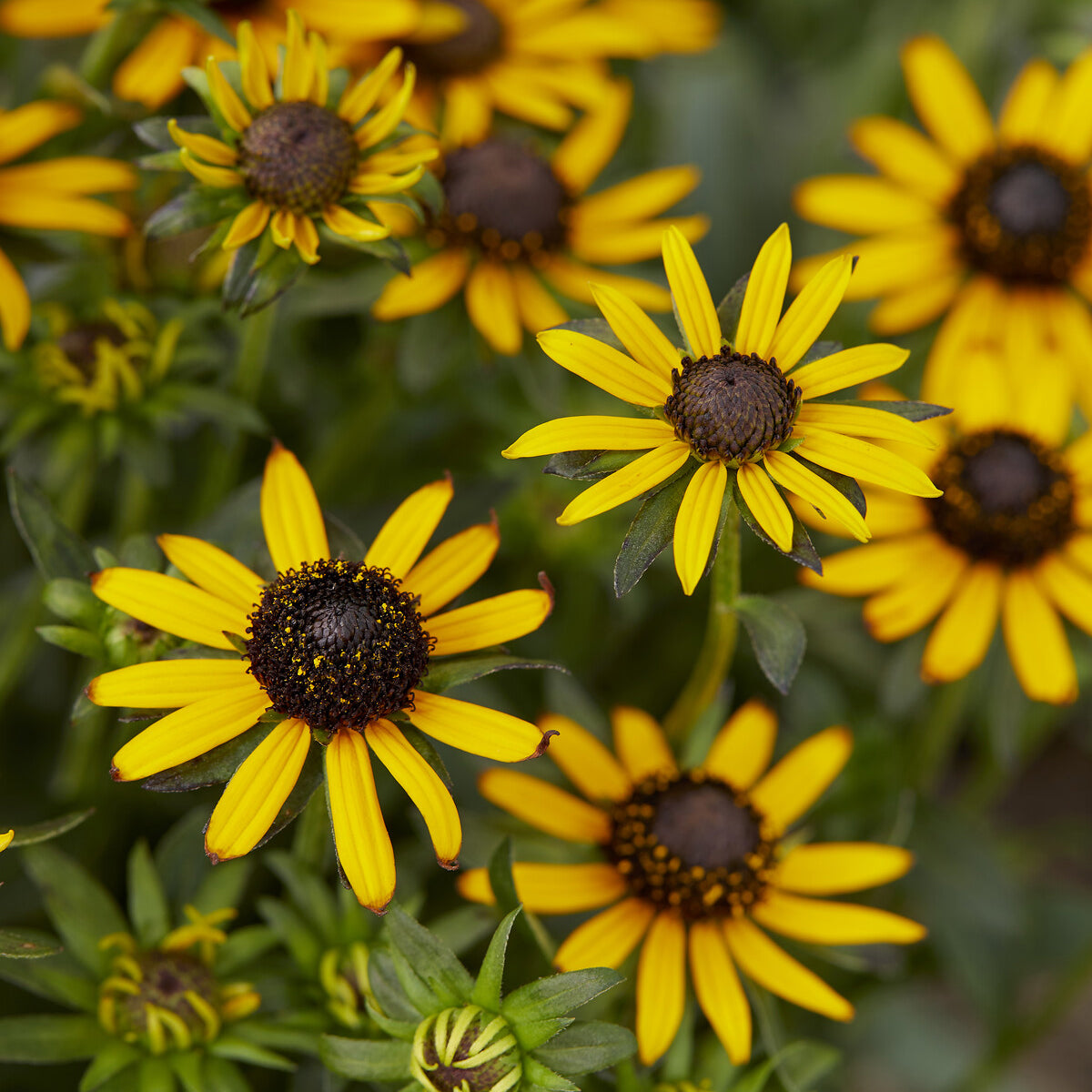Rudbeckia fulgida Little Goldstar - Zonnehoed Little Goldstar - Rudbeckia