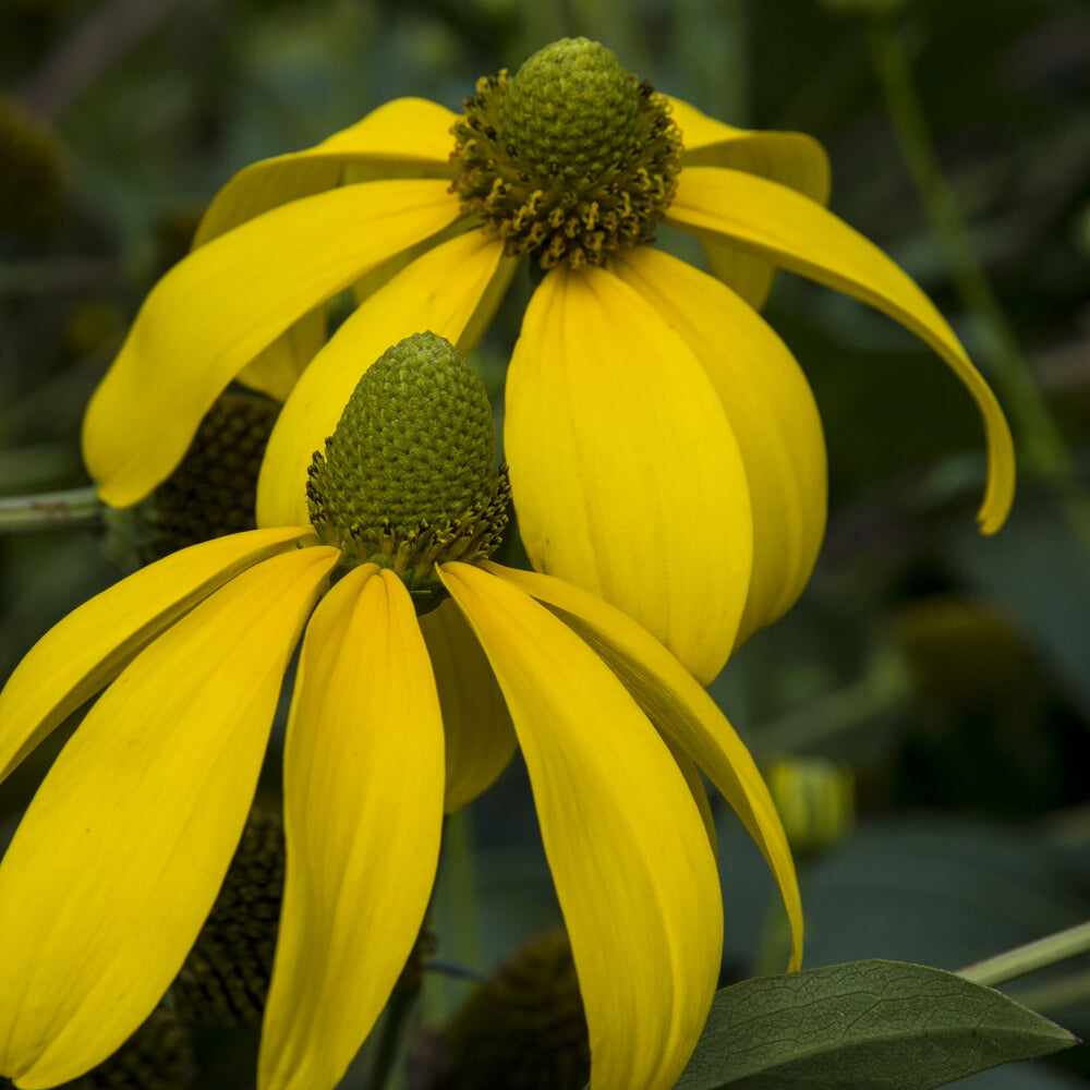 Rudbeckia nitida Herbstsonne - Zonnehoed Herbstsonne Zonnehoed Autumn Sun - Rudbeckia