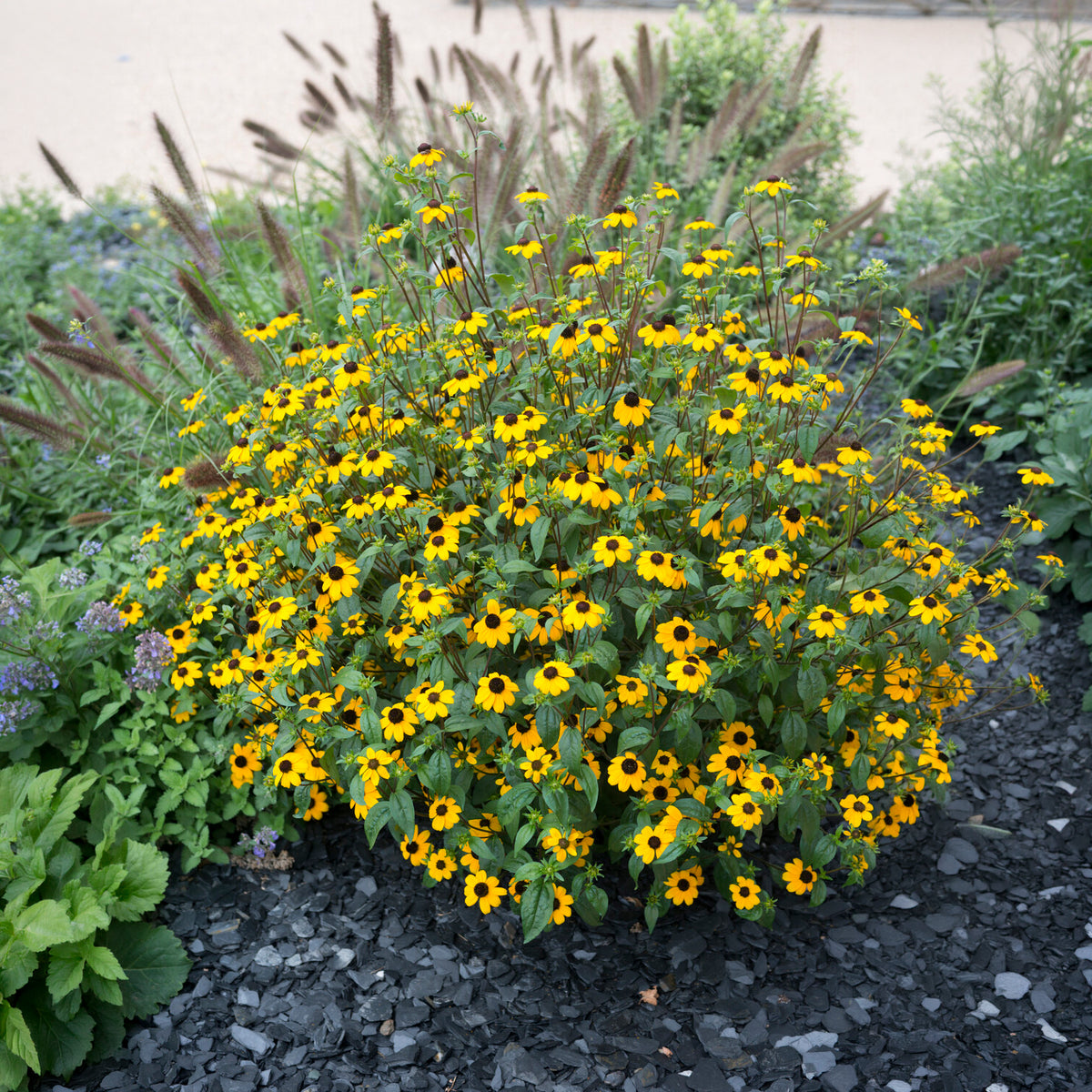 Zonnehoed tribola - Rudbeckia triloba - Bakker