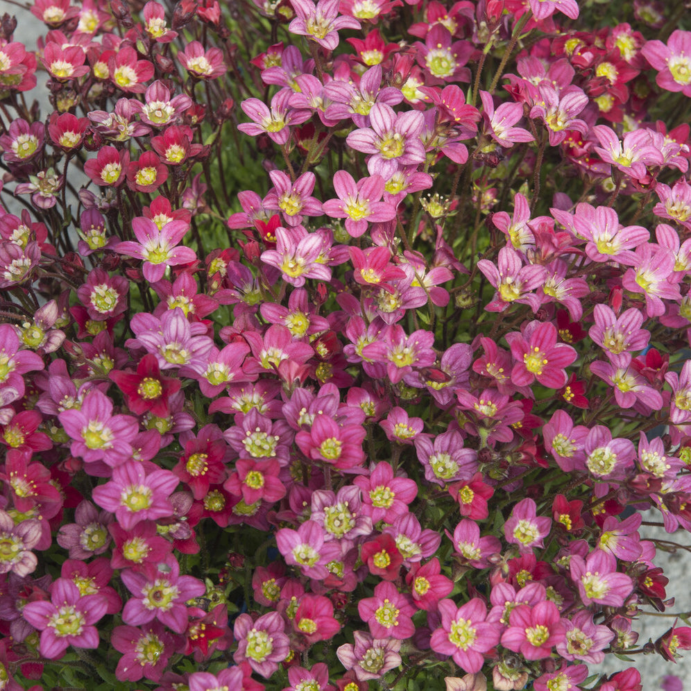 Saxifraga arendsii Peter Pan - Steenbreek Arends Peter - Saxifraga
