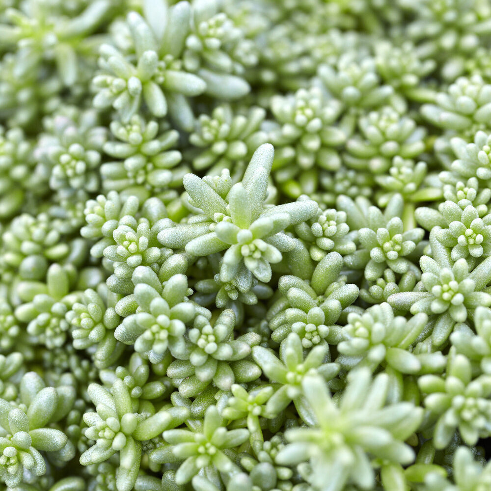Vetkruid Coral Carpet - Sedum album Coral Carpet - Bakker