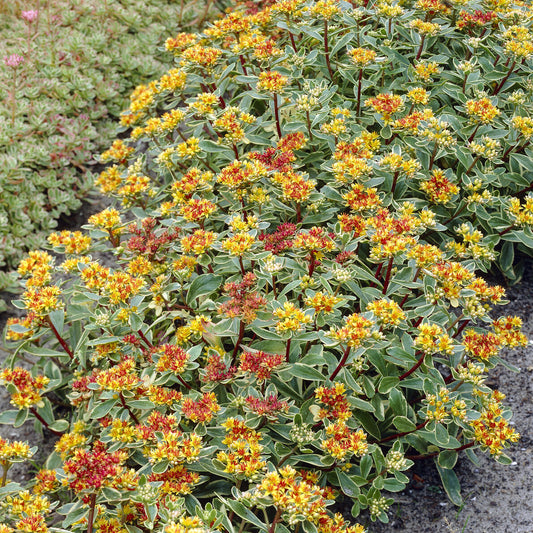 Vetkruid Kamtschaka Variegatum - Bakker