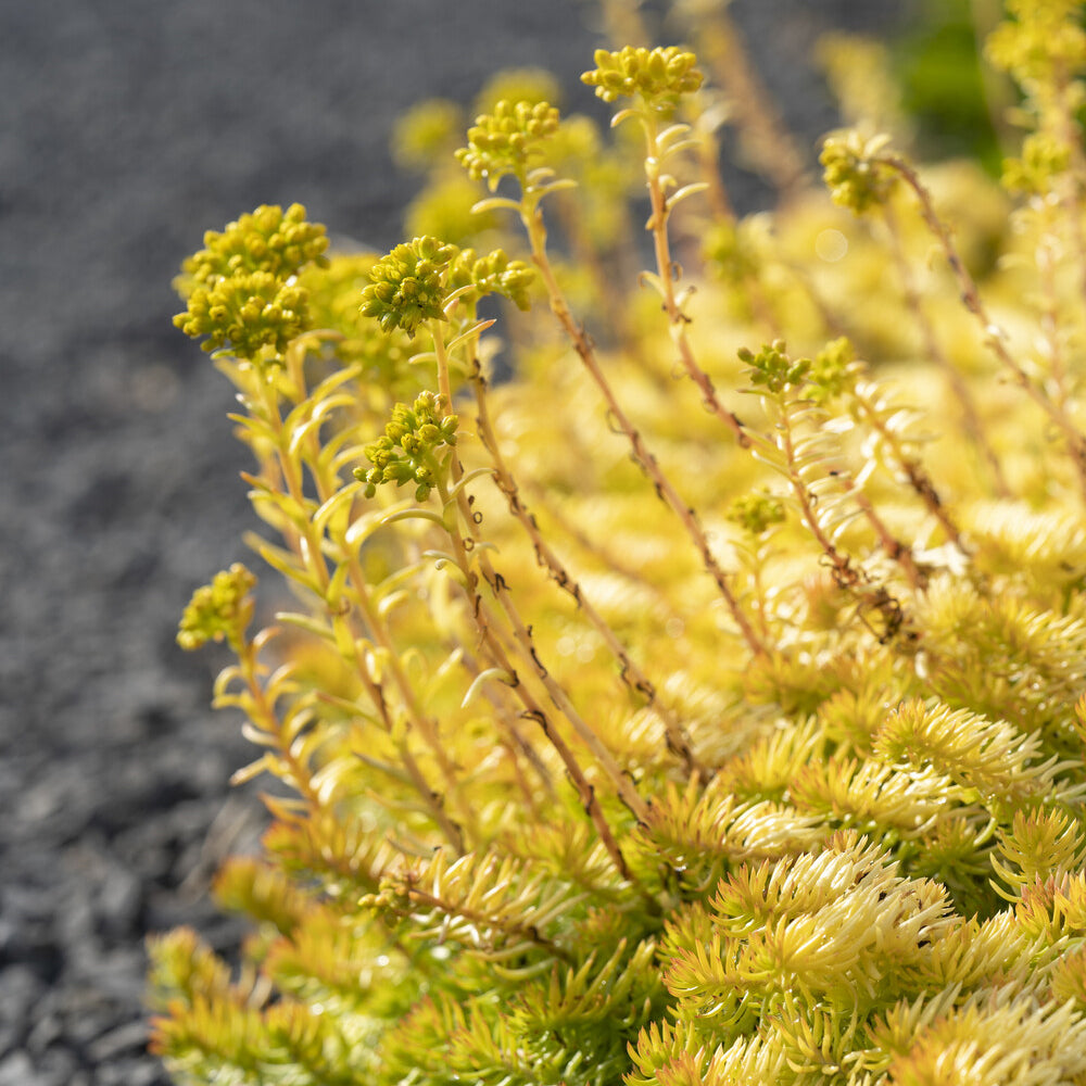 Verkoop Vetkruid 'Reflexum Angelina' - Sedum reflexum Angelina