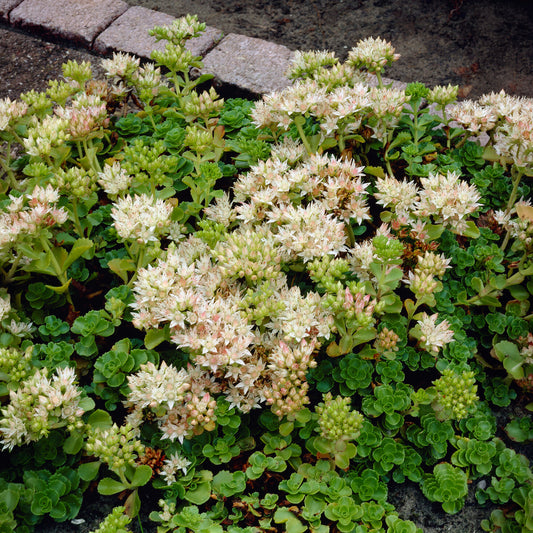 Vetkruid spurium Album Superbum - Bakker