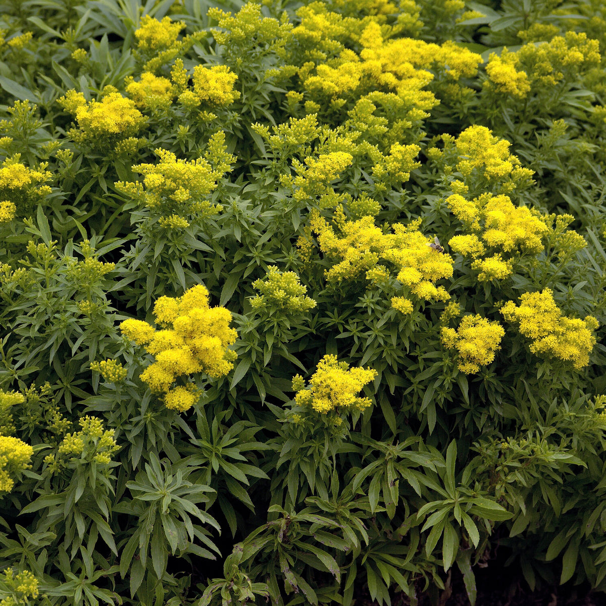 Solidago - Guldenroede - Canadese guldenroede Golden Dwarf - Solidago Golden Dwarf