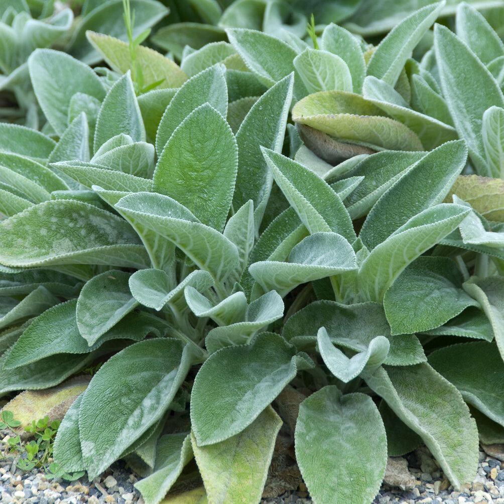 Ezelsoor Big Ears - Stachys byzantina Big Ears - Bakker