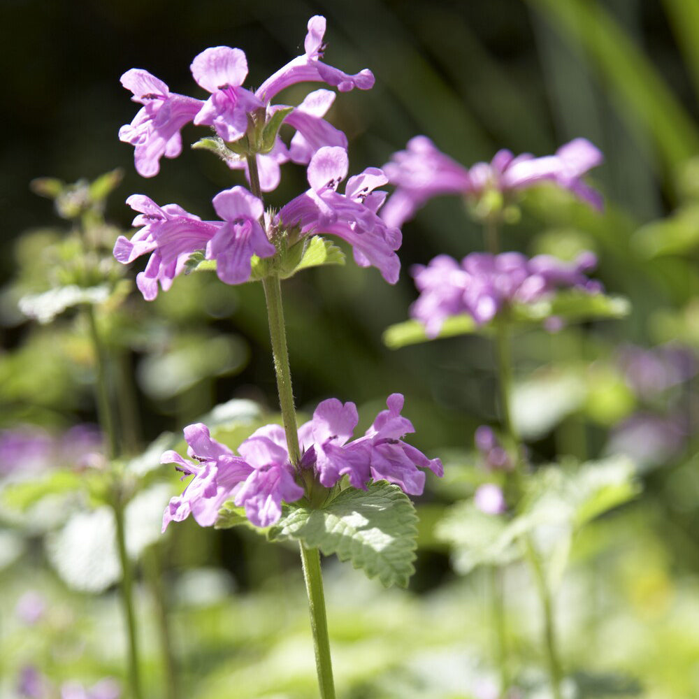 Stachys grandiflora Superba - Ezelsoor Superba - Bloeiende vaste planten