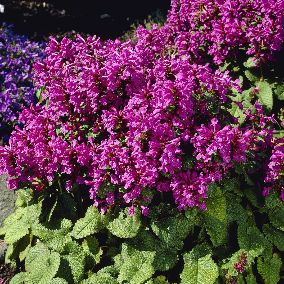 Ezelsoor Superba - Stachys grandiflora Superba - Bakker