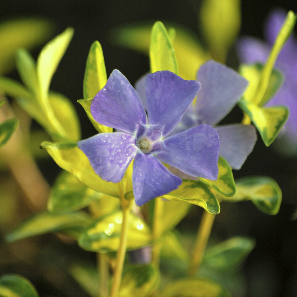 Kleine maagdenpalm 'Argenteovariegata' - Vinca minor Argenteovariegata - Bakker