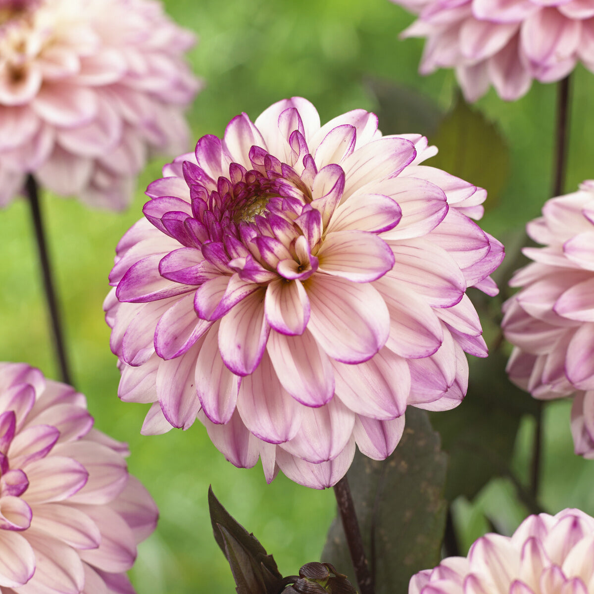 Decoratieve Dahlia's 'Flashback' - Dahlia Flashback - Bakker