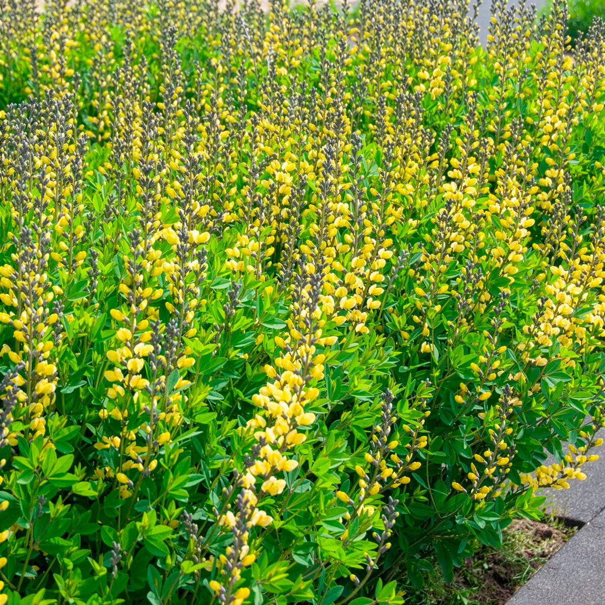 Baptisia Lemon Meringue - Valse indigo Lemon Meringue - Baptisia