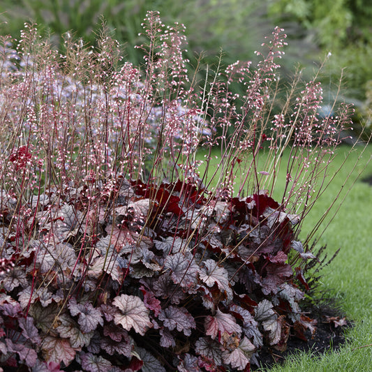 Purperklokje 'Berry Smoothie' - Bakker