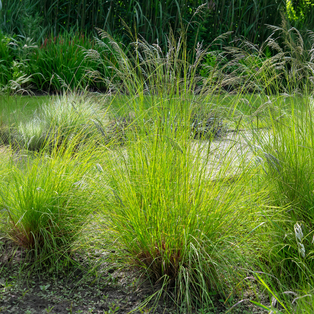 Liefdesgras - Eragrostis curvula - Bakker