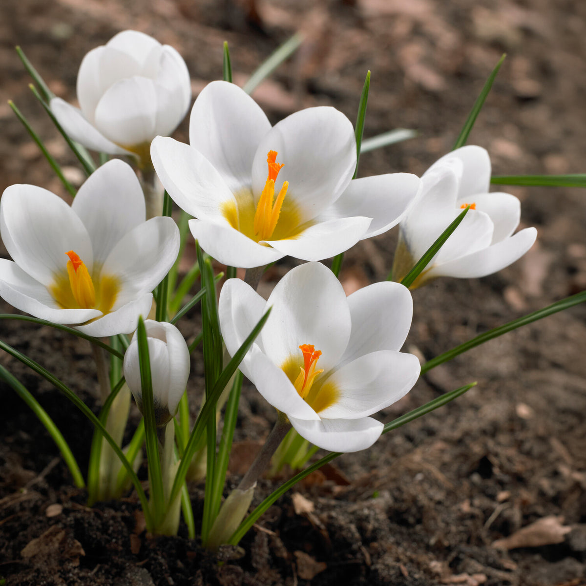 Verkoop Crocussen Ard Schenk - Krokus