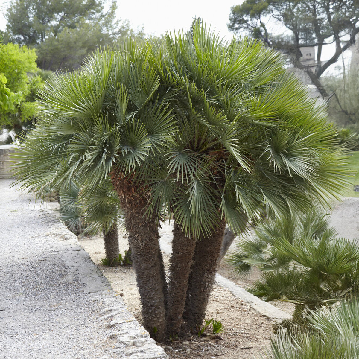 Dwergpalm Vulcano - Chamaerops humilis Vulcano - Bakker