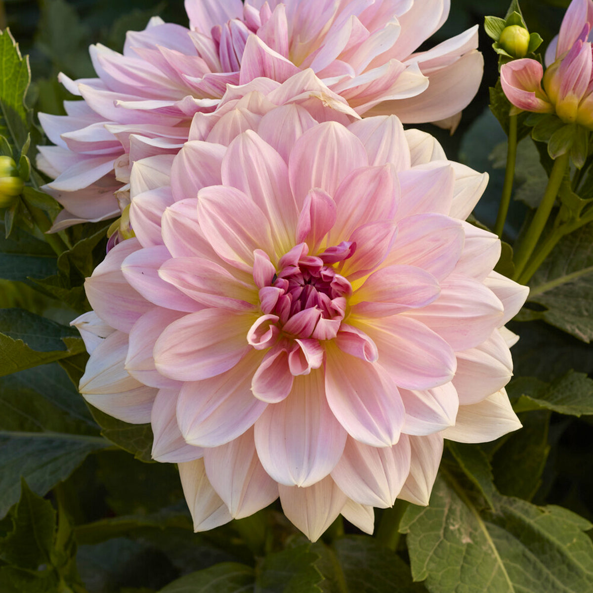 Reuzendahlia Fairway Pilot - Dahlia Fairway Pilot - Bakker