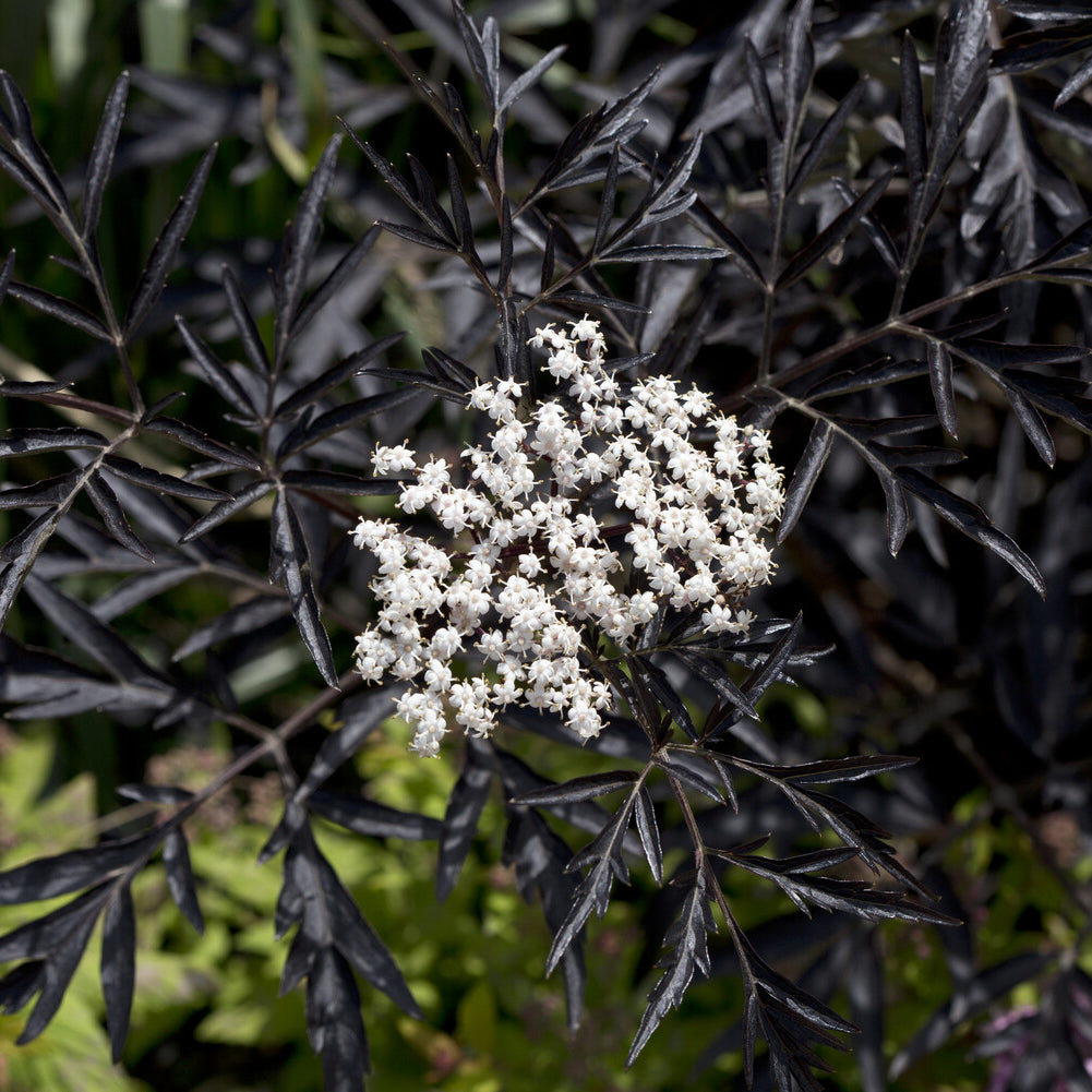 Sambucus nigra Black Lace® - Zwarte vlier Black Lace® - Sambucus - Vlier