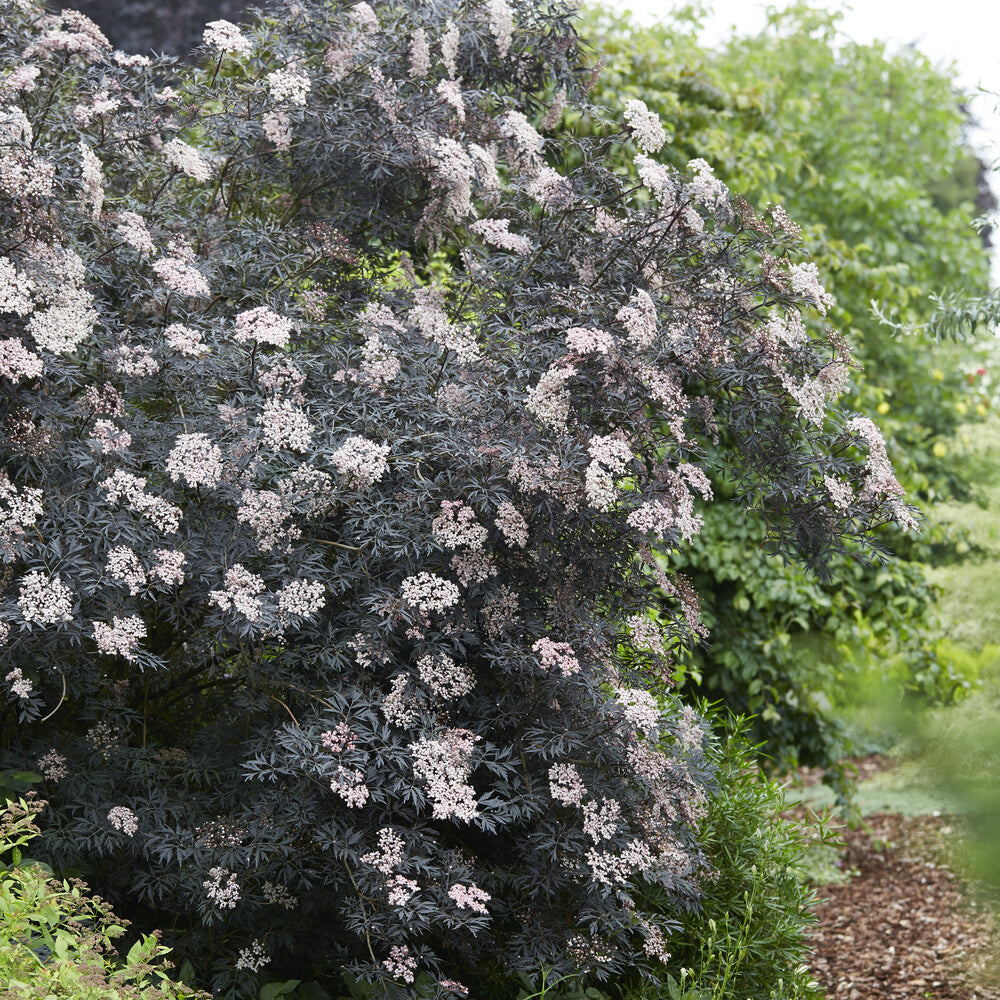 Verkoop Zwarte vlier Black Lace® - Sambucus nigra Black Lace®