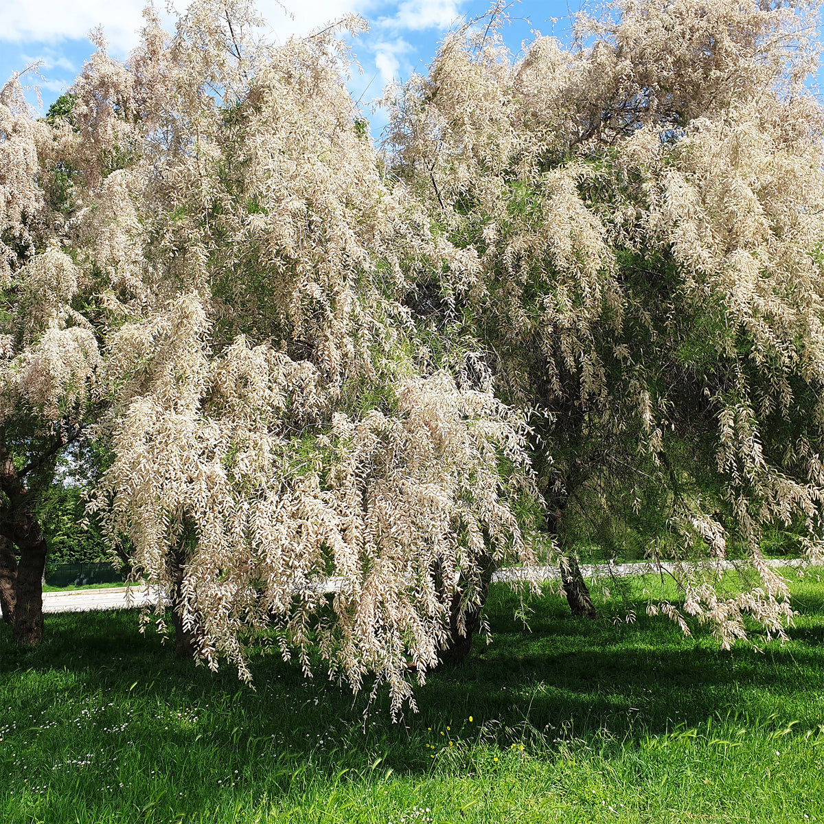 Wit bloeiende tamarisk - Tamaris ramosissima Hulsdonk White - Bakker