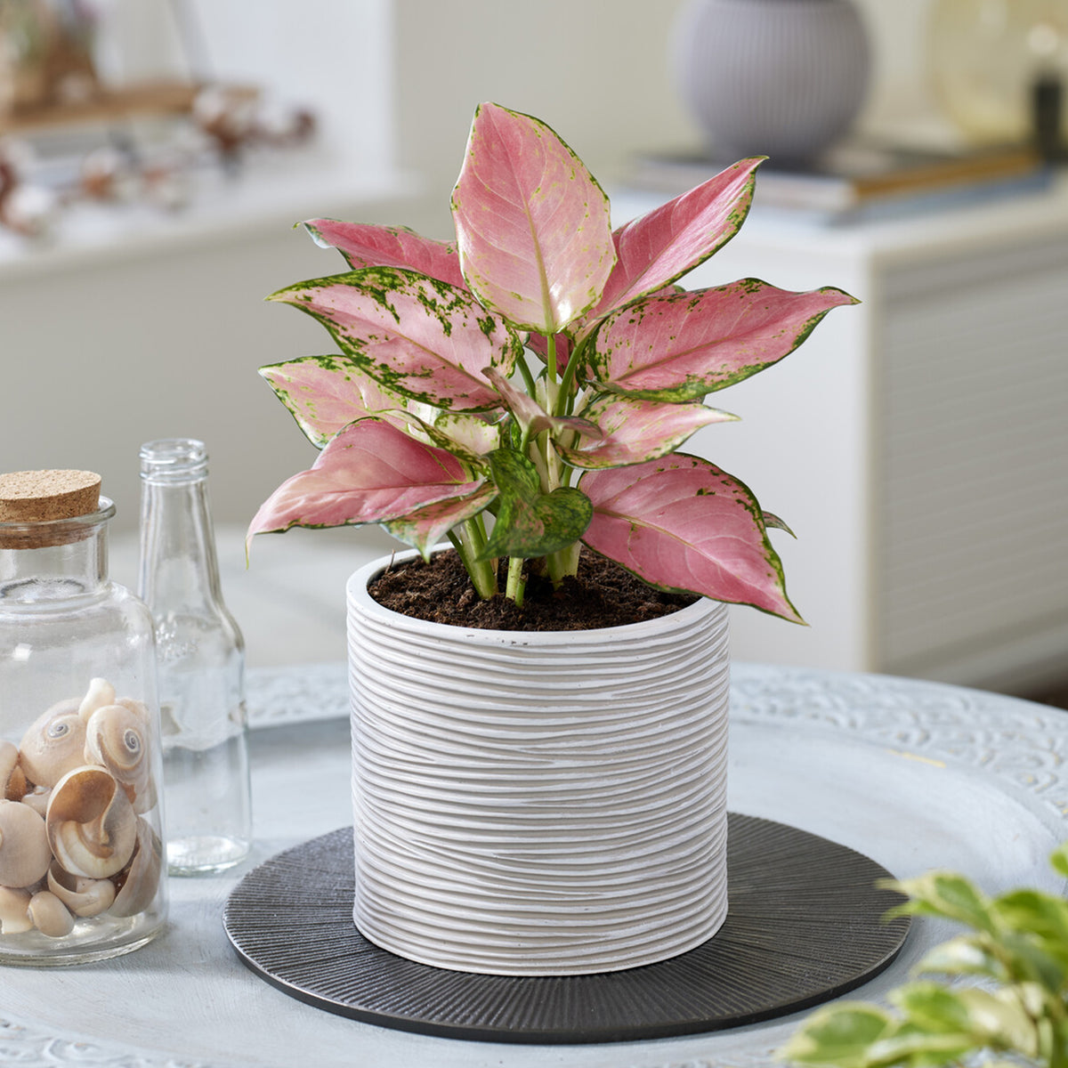 Aglaonema Pink Star - Bakker