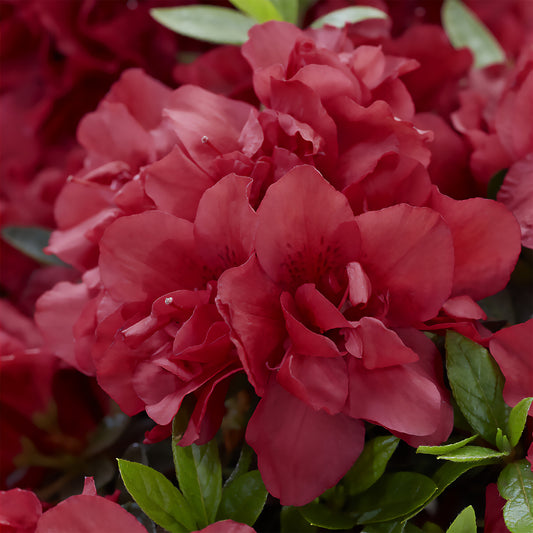 Azalea Encore® Autumn Fire - Bakker