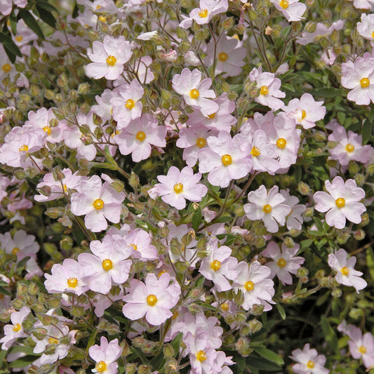 Cistus Silver Pink - Bakker